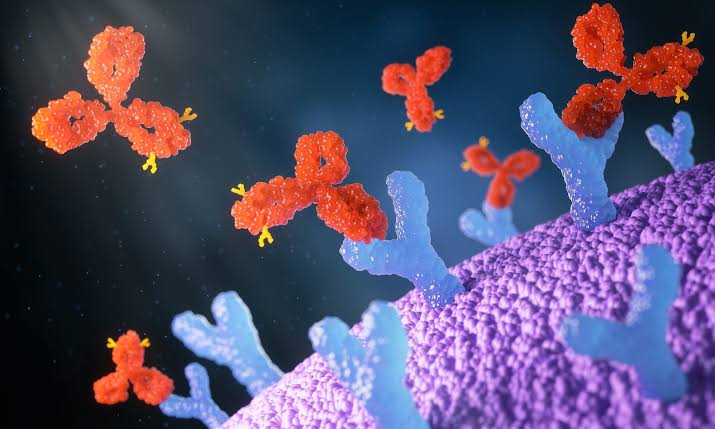 How ADA Assays Are Used to Evaluate Immunogenicity During Biologic Drug Development